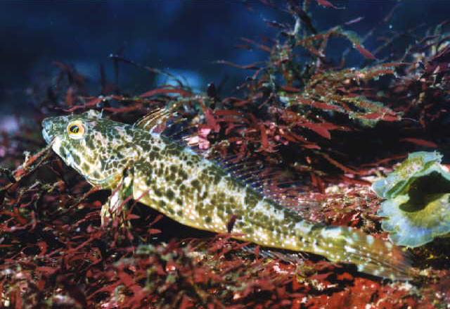 Pseudoblennius percoides